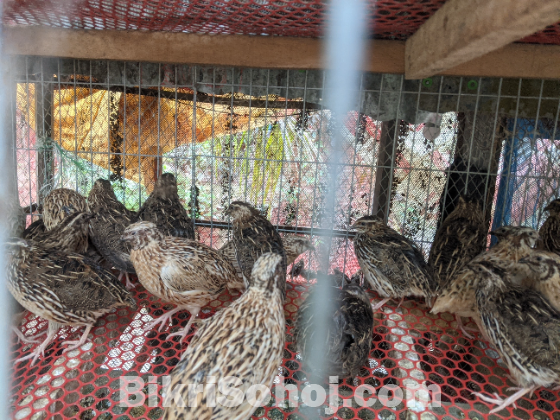 কোয়েল পুরুষ রানিং পাখি মাংসের জন্য